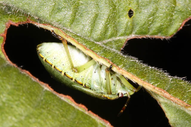 Palomena prasina - Copyright Denis Bourgeois